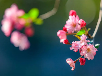 Spring comes to Yunnan University