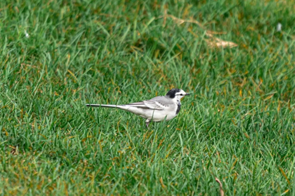 1  白鹡鸰_副本.jpg
