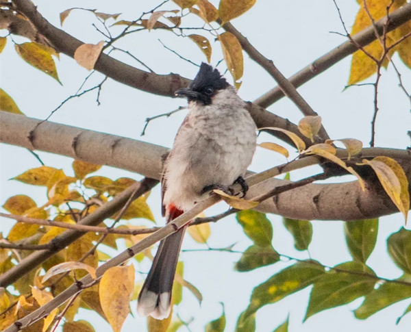 6 白喉红臀鹎_副本.jpg