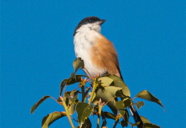 A bird watcher's guide to Yunnan University