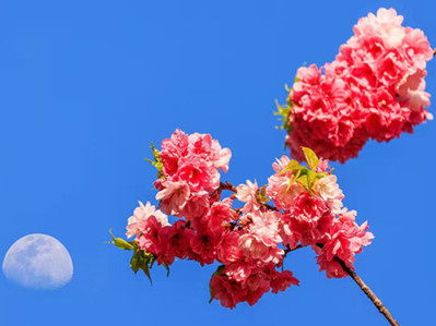 Spring, cherry blossoms come to Yunnan University