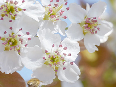 Yunnan University's charming flowers bloom in spring