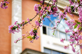 非学历项目 Non-degree Programs