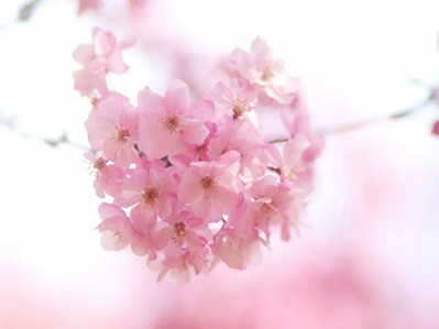 Yunnan University decorated by blossoms