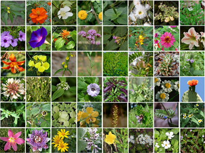 Yunnan University projects get national recognition