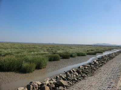 Yunnan University professor carries out research on invasive plant species